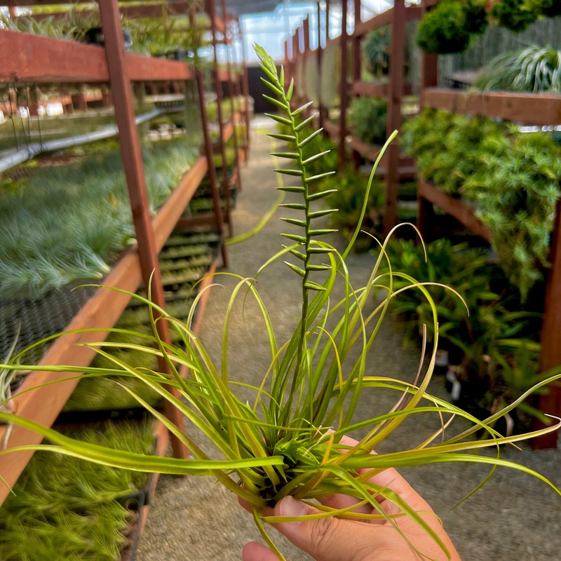 Narthecioides <br> (Interesting Bloom Spike!)