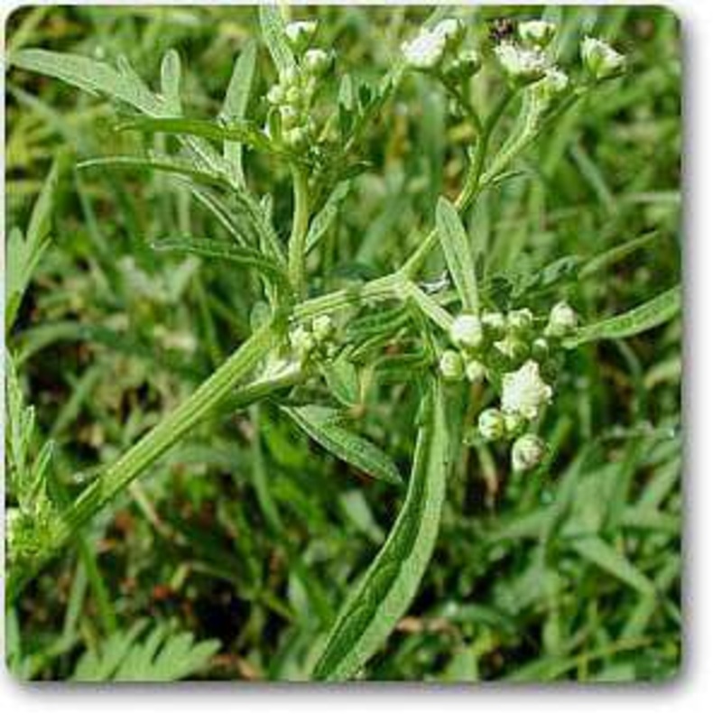 Parthenium hysterophorus – Plant