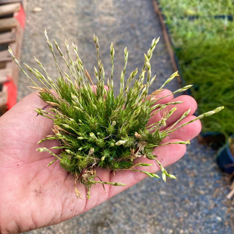 Pedicellata Clump With Seed Pods (Miniature Species)
