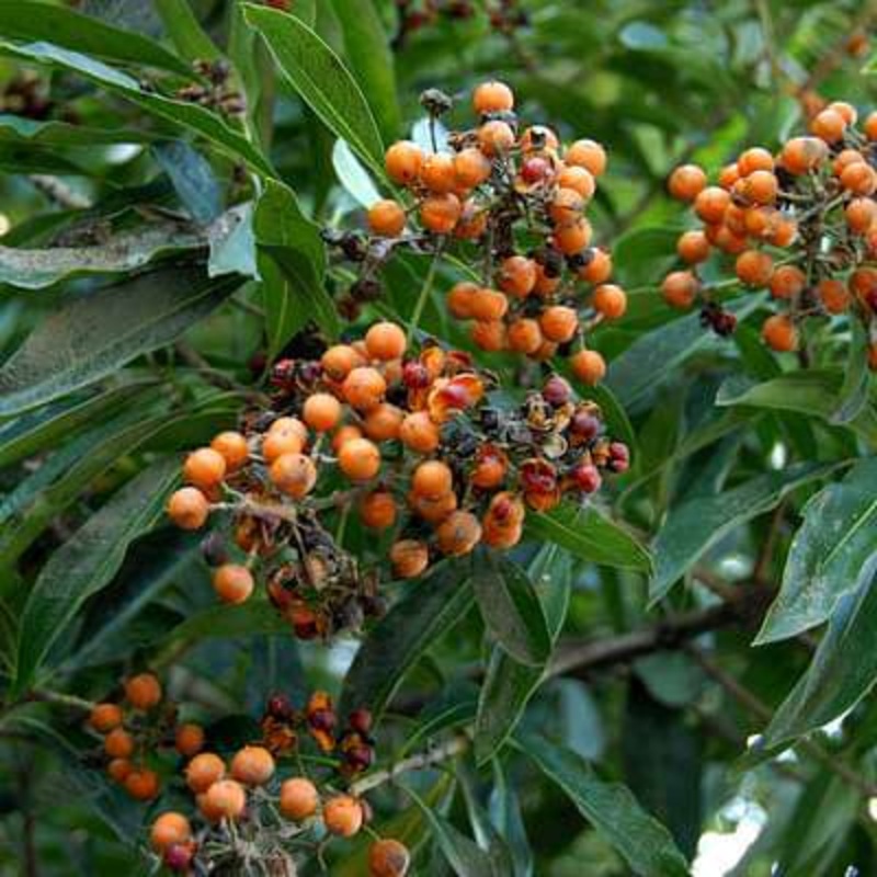 Pittosporum pentandrum – Plant