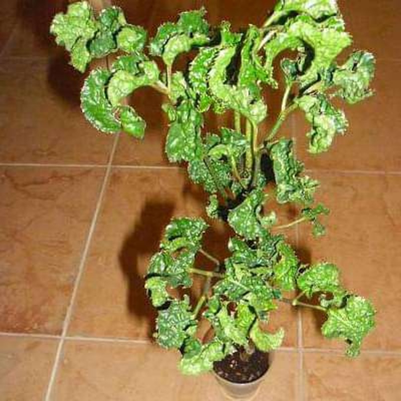 Polyscias guilfoylei crispa – Plant