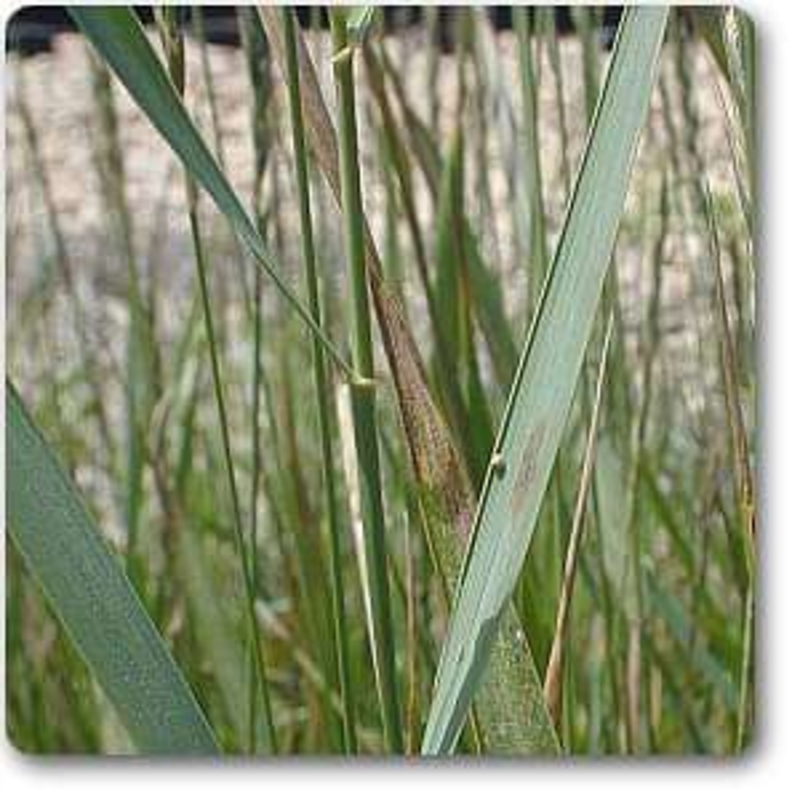 Quack grass – Plant