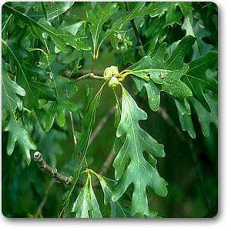 Quercus alba – Plant
