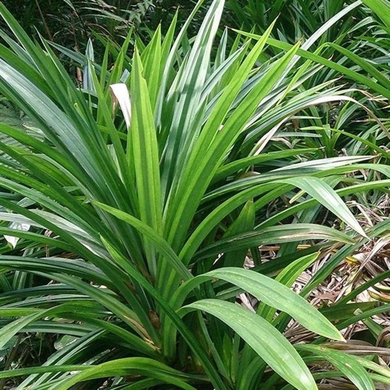Rambha, Pandan – Plant