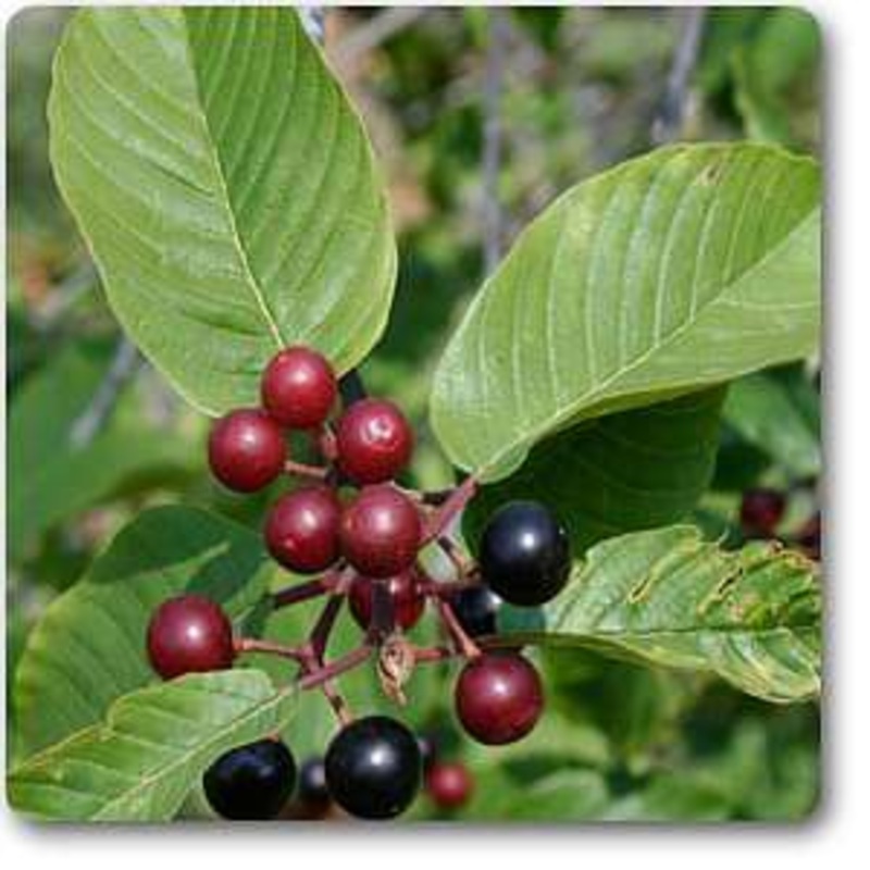 Rhamnus purshiana – Plant
