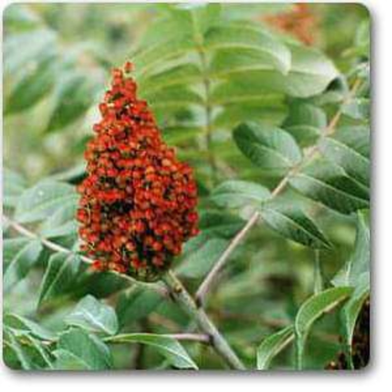 Rhus glabra – Plant