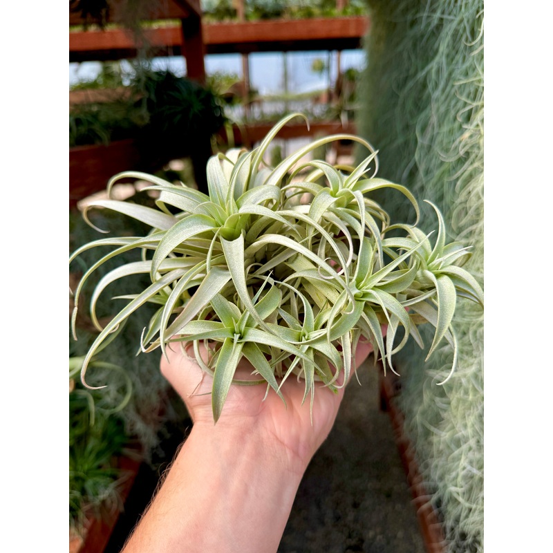 Roseoscapa Curly Clump