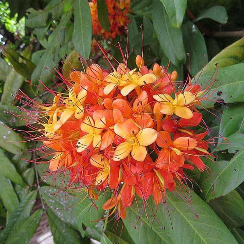 Saraca Asoca, Sita Ashok, Ashoka Tree – 0.5 kg Seeds