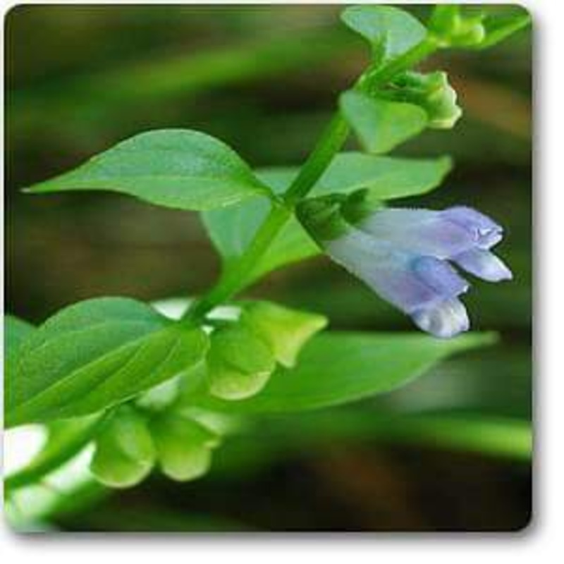 Scutellaria lateriflora – Plant
