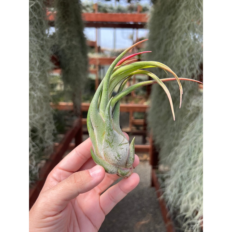 Seleriana Small
