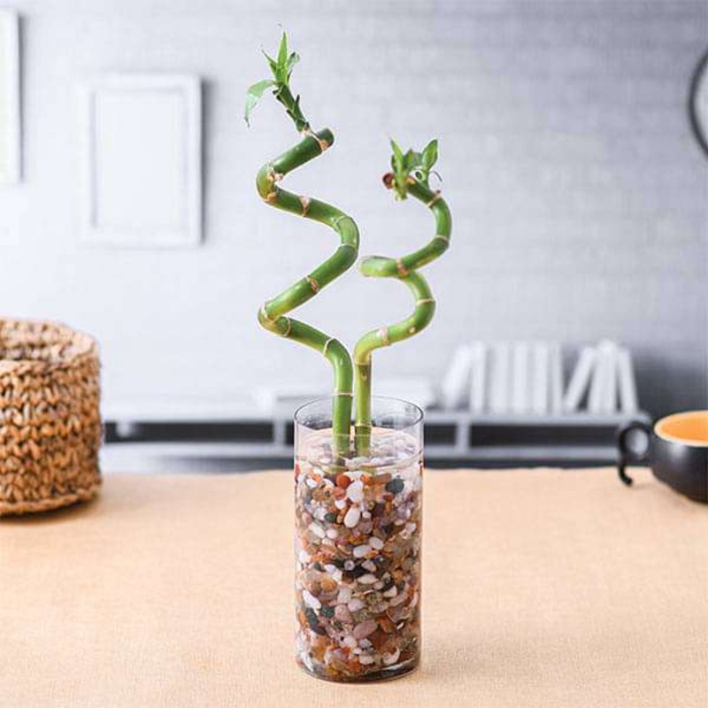 Set of 2 Spiral Sticks Lucky Bamboo in a Cylindrical Glass Vase with Pebbles