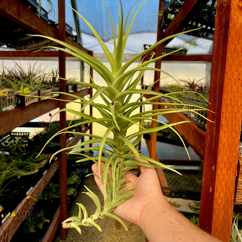 Straminea XL