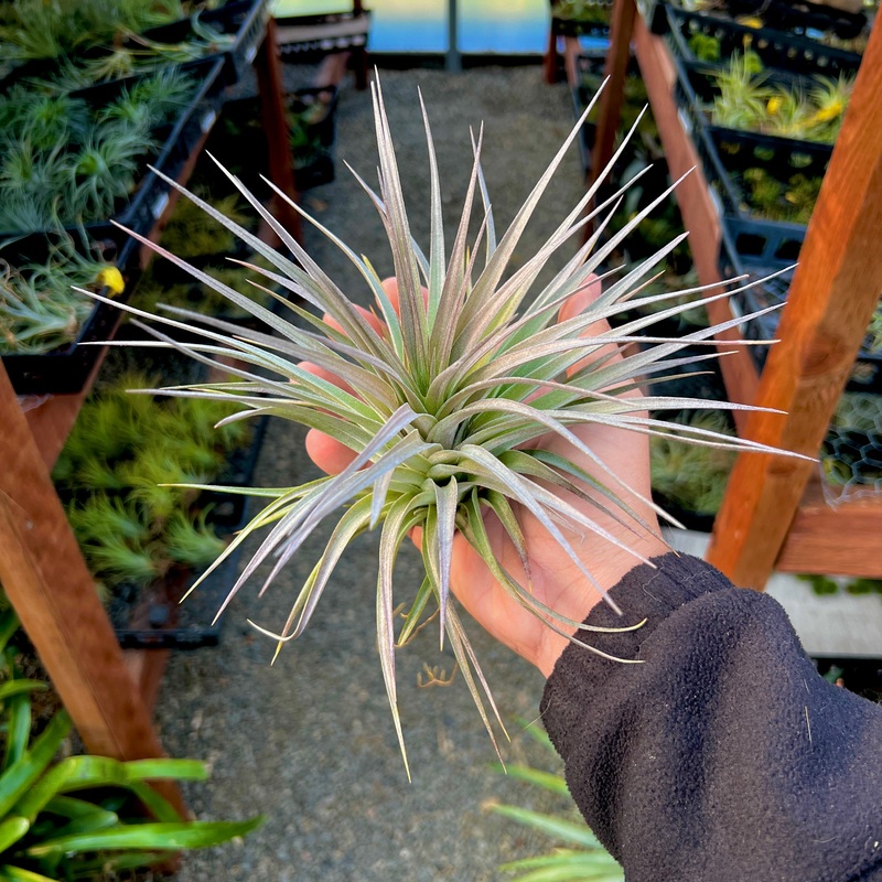 Stricta Pink Star