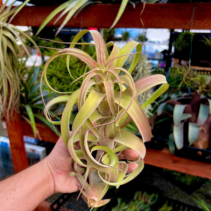 T. Curly Fatso BLOOMING (streptophylla x intermedia) <br> Reverse Cross Of Curly Slim!