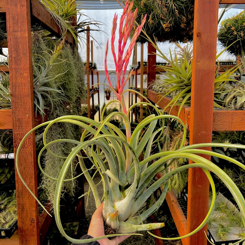 T. Gladiator (caput x fasciculata) XXL <br> (Blooming!)