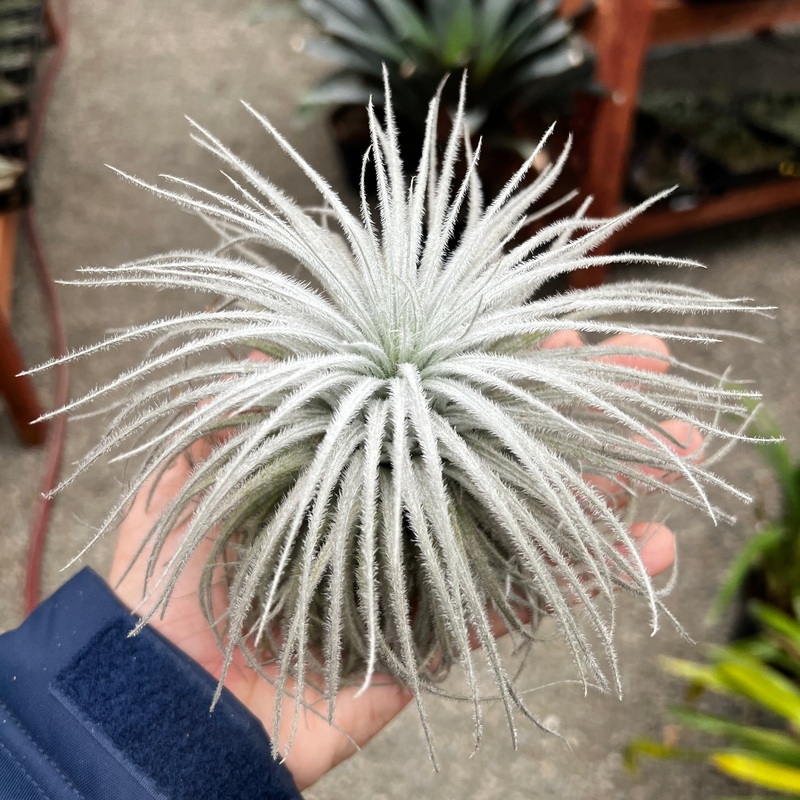 Tectorum Ecuador Giant