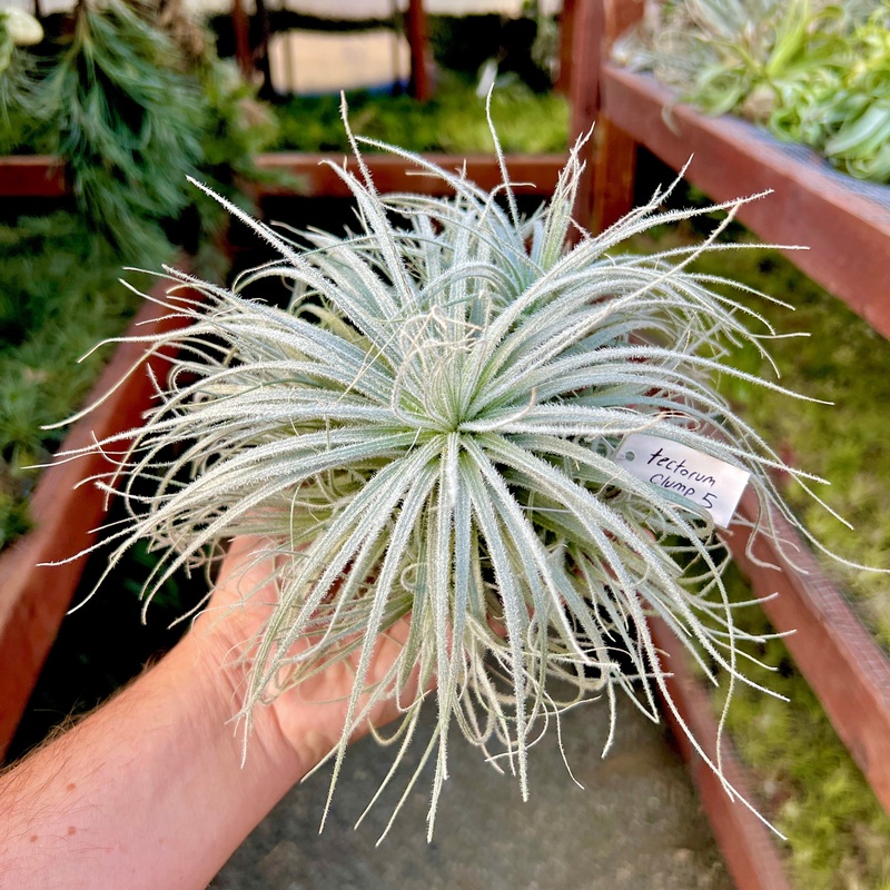 Tectorum Large Clump