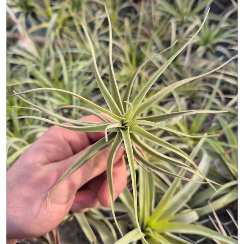 Tillandsia Aeranthos