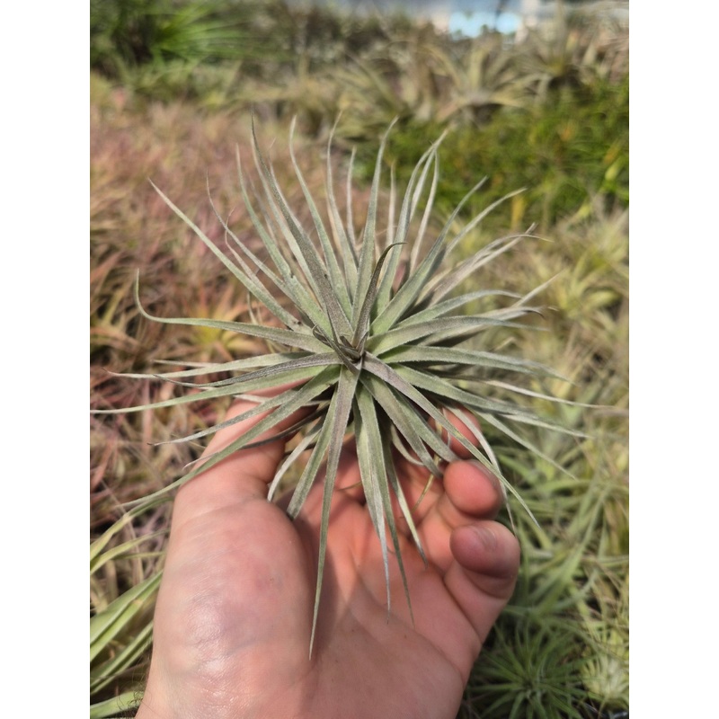Tillandsia Bergeri