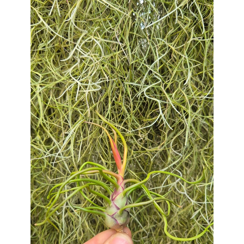 Tillandsia Bulbosa