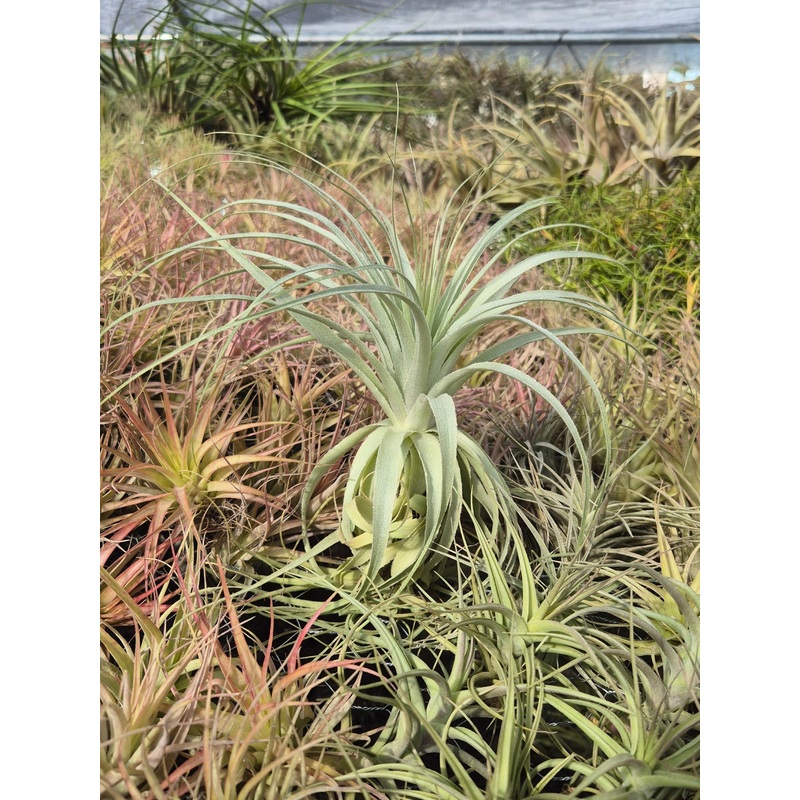 Tillandsia Gardneri Specimen