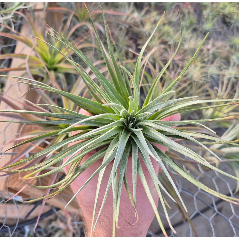Tillandsia Houston Cotton Candy