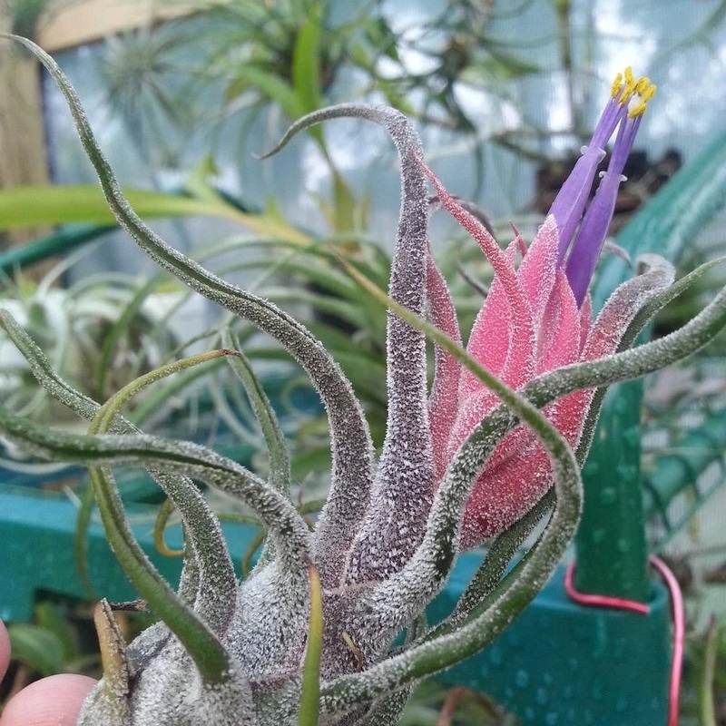Tillandsia Pruinosa Air plant|medium|large|medium 3 pack|large 3 pack