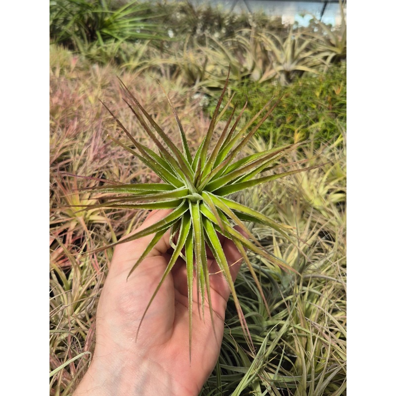 Tillandsia Stricta Inverta