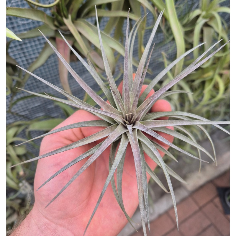 Tillandsia Stricta x Aeranthos