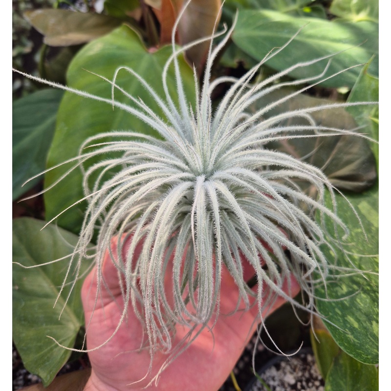 Tillandsia Tectorum|Small 2-3″|Large 5″