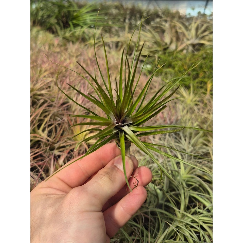 Tillandsia Tenuifolia Emerald Forest’ ‘Red’