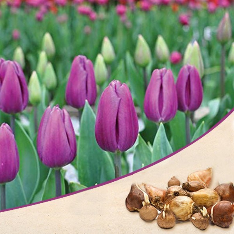 Tulip Purple Flag (Purple) – Bulbs (set of 5)