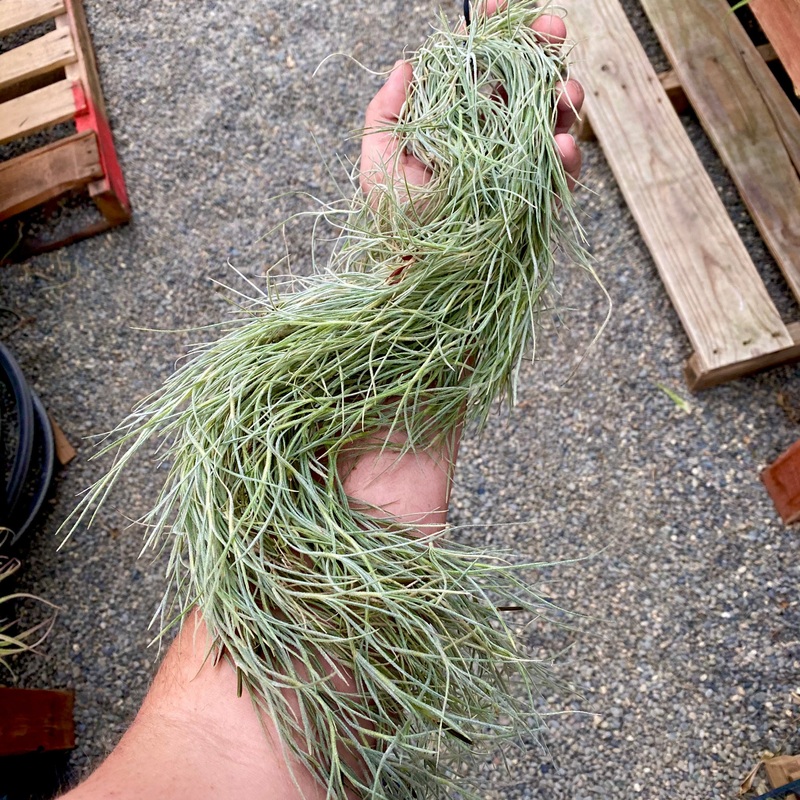Usneoides (Spanish Moss) Chiapas <br> On Hanging Wire!