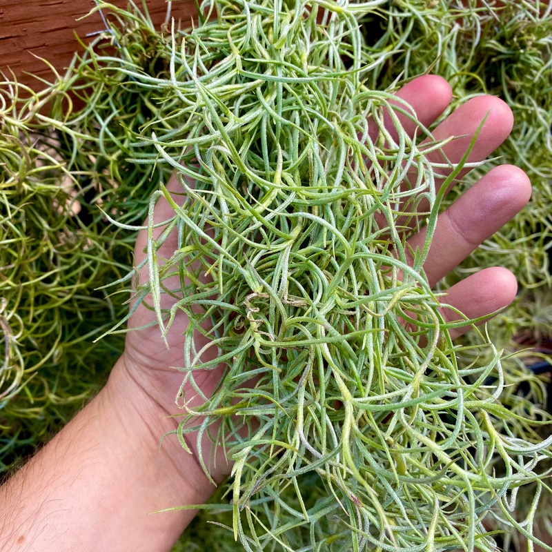 Usneoides (Spanish Moss) Thick Green <br> On Hanging Wire!