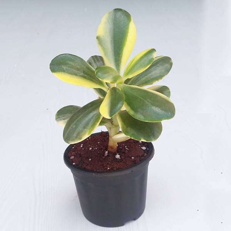 Variegated Jade Plant, Crassula ovata – Succulent Plant