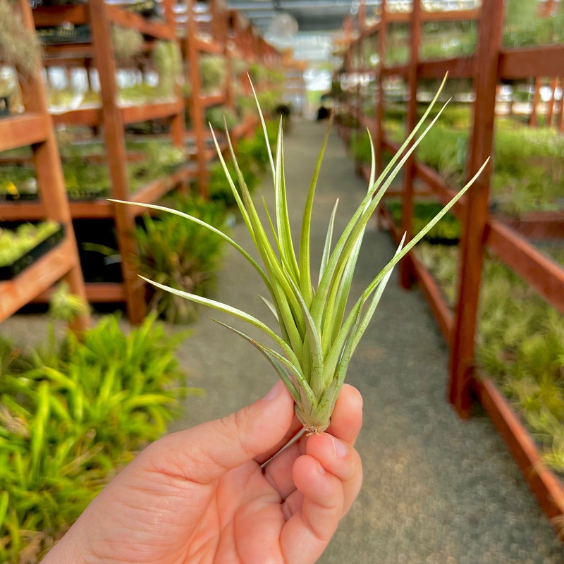 Vernicosa Tall Form Offset