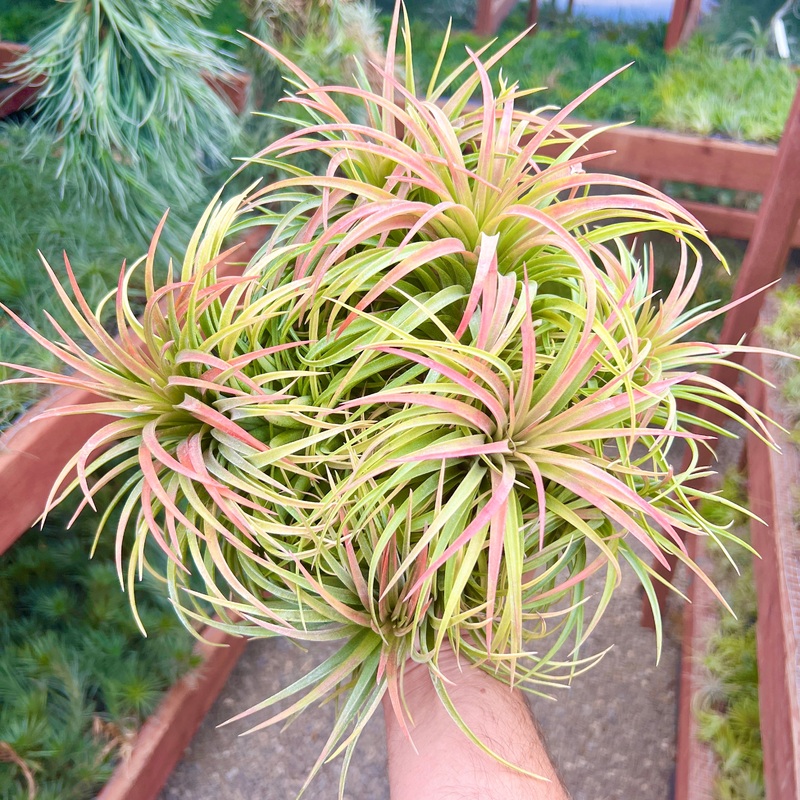 Victoria Clump <br> (Exact Plant Pictured!)