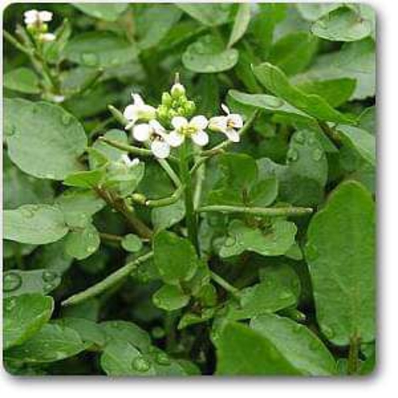 Watercress – Plant