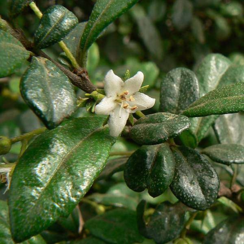 Wax Malpighia, Ehretia microphylla (White) – Plant