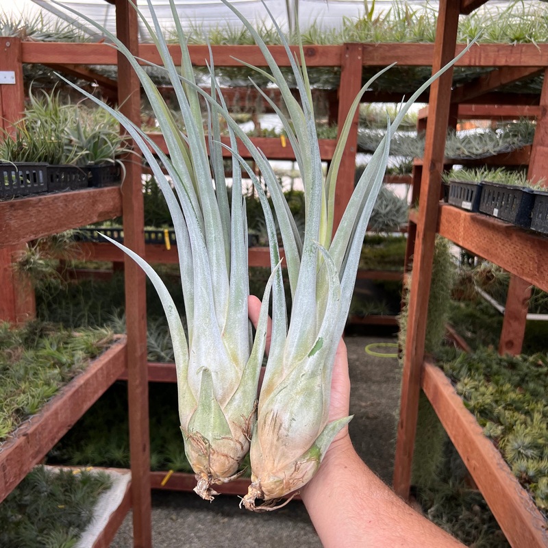 White Sceptre <br> (Chiapensis Gigantesco x Caput Medusae Giant) <br> NEW WORLDWIDE RELEASE!