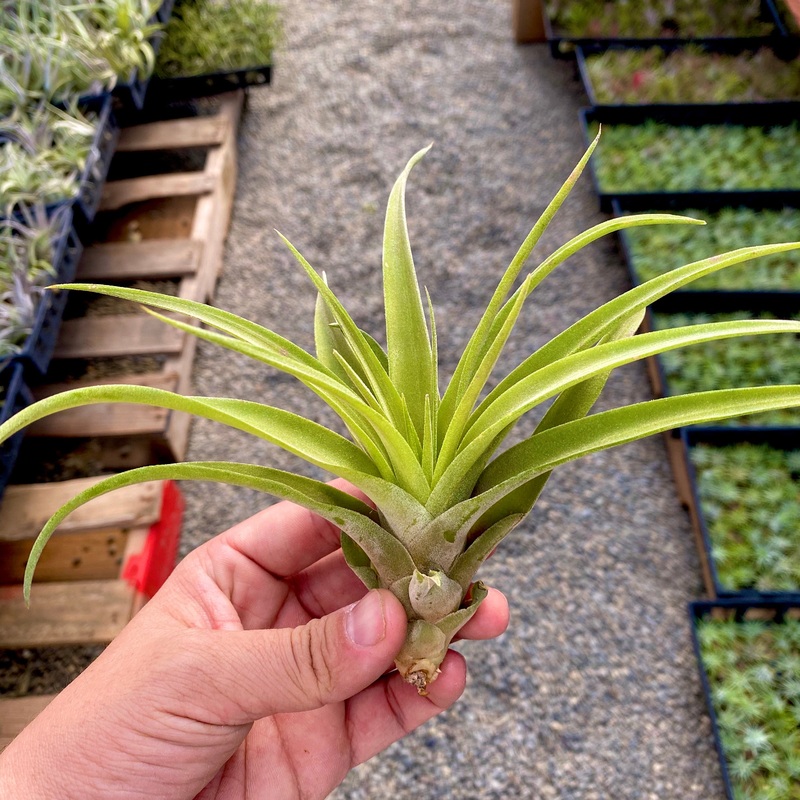 Wholesale Capitata Peach Large <br> (Minimum Order 5)