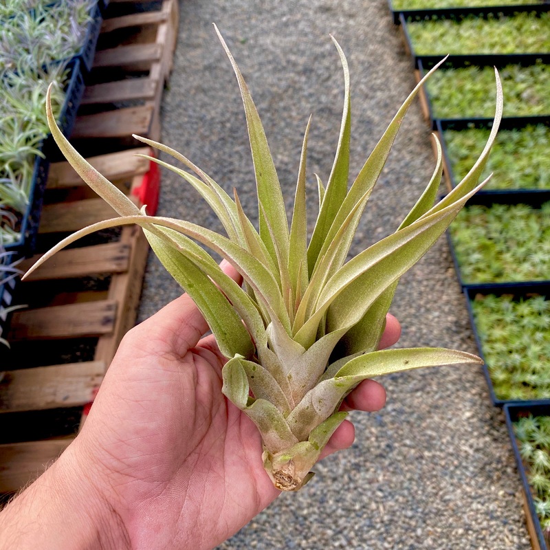 Wholesale capitata peach XL <br> (Minimum Order 3)