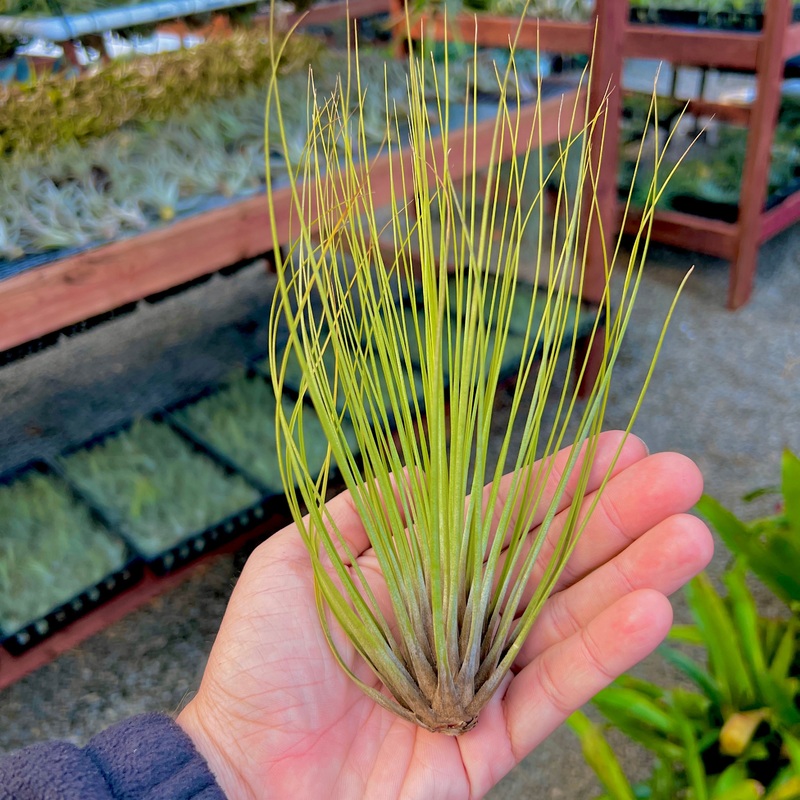 Wholesale Juncifolia Large <br> (Minimum Order 5)