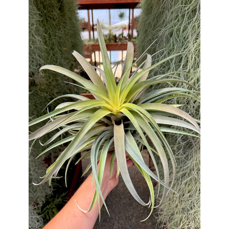 X Betty XXL Select <br> *Exact Plant Pictured*