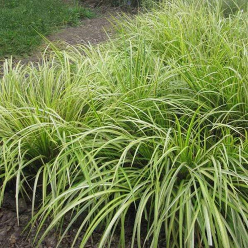 Acorus Grass – Plant