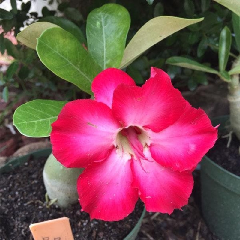 Adenium Plant, Desert Rose (Pink Double) – Plant
