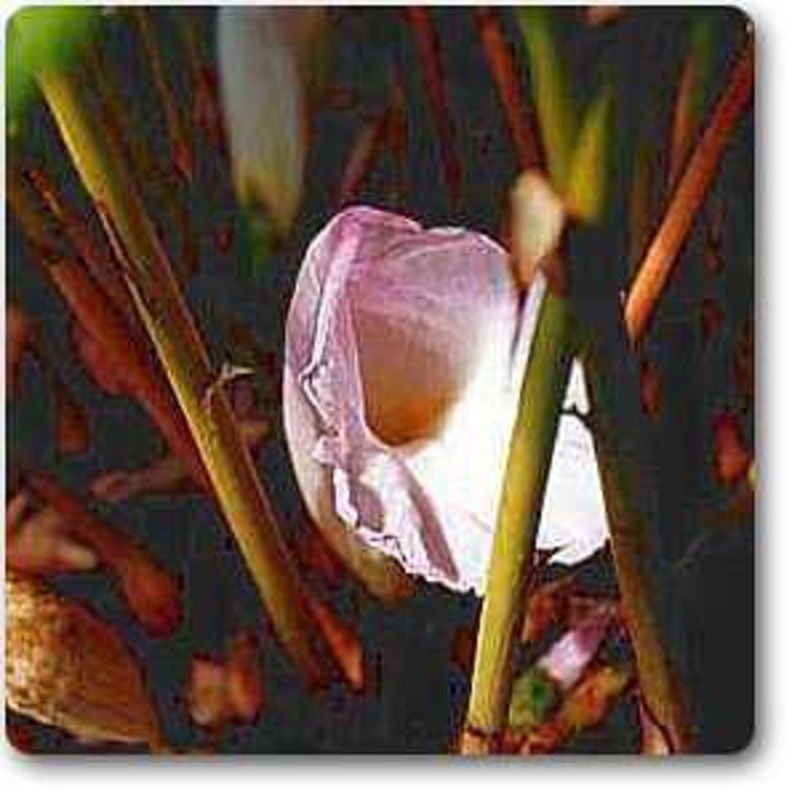 Aframomum Melegueta, Grains Of Paradise – Plant