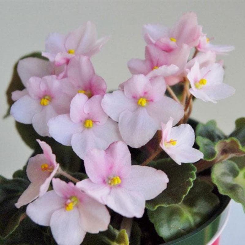 African Violets (Baby Pink) – Plant
