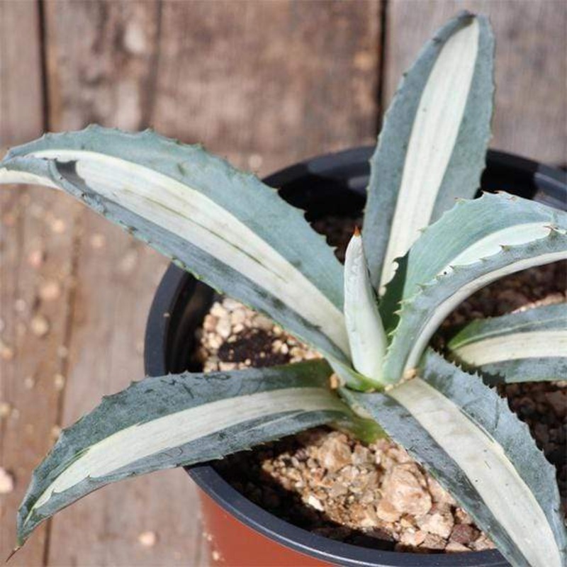 Agave americana – Succulent Plant