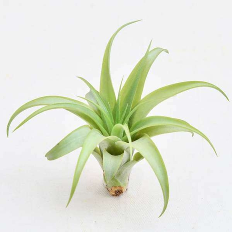 Air Plant, Tillandsia brachycaulos (Small) – Plant
